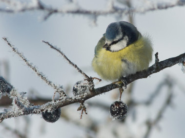 Hilfe für Vögel im Winter